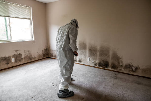 Best Attic Mold Remediation in USA